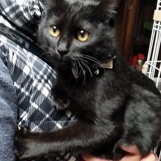 ☆おっとり系☆黒猫♂☆2020年夏生まれ☆