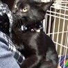 ☆おっとり系☆黒猫♂☆2020年夏生まれ☆ サムネイル2