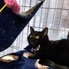 ☆おっとり系☆黒猫♂☆2020年夏生まれ☆ サムネイル3