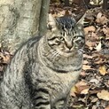 ボク、人とも猫とも仲良く出来るです‼️