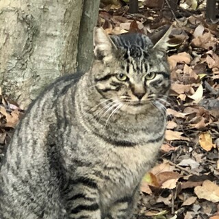 ボク、人とも猫とも仲良く出来るです‼️