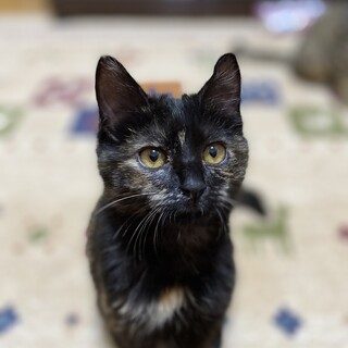 可愛いサビちゃん【1/10 譲渡会】