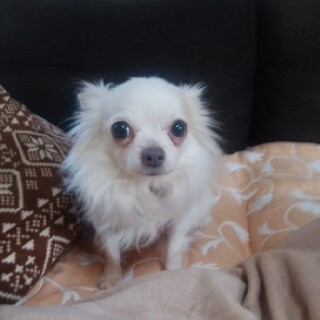 飼いやすいきれいなチワワ♀きなこ推定１０歳