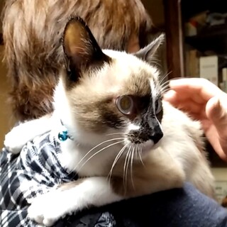 シャムMix風の男の子☆2020年夏生まれ