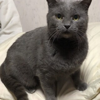 パワフルイケメン！マッチョなグレーくん♂