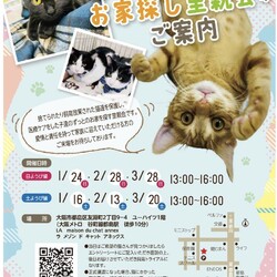 メールでご予約『保護猫のずっとのお家探し里親会』日曜日編。