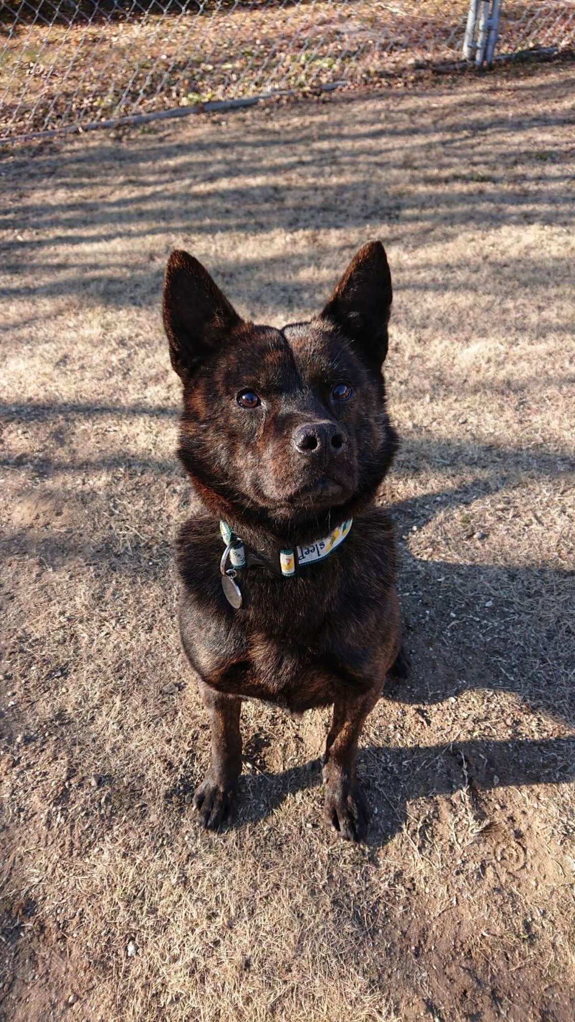 明るくて人大好きな甲斐犬 山梨県 犬の里親募集 ペットのおうち 月間利用者150万人