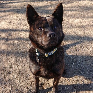 明るくて人大好きな甲斐犬「でんでん」くん4歳くらい