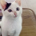 ◯かわいいこねこちゃん◯
