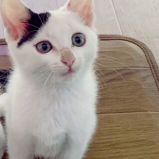 ◯かわいいこねこちゃん◯