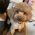 "一旦募集停止"トイプードルです♡ショコラくん