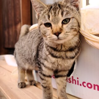 甘え上手の抱っこ大好きな茶色い猫です！