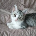 美形なサバシロ、サヴァちゃん