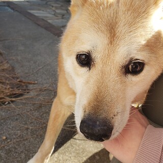 飼いやすさナンバー1のロコ