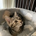 9月上旬生まれメス子猫チョロちゃん