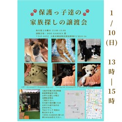 保護っ子達の家族探しの譲渡会