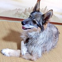 アイリス