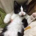 【交渉中】3ヶ月くらいの子猫