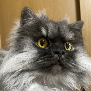 ツンデレでモッコモコなショコラ❤️