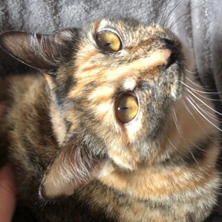 レモンちゃん、ずっとのお家が決まりました❗️