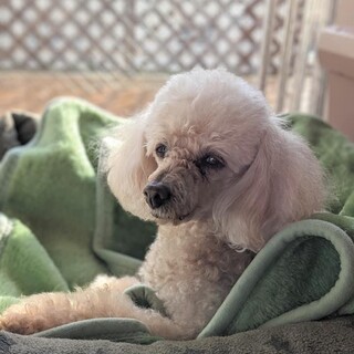 トイプードル 金さん 里親様募集☆