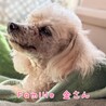 トイプードル 金さん 里親様募集☆ サムネイル3