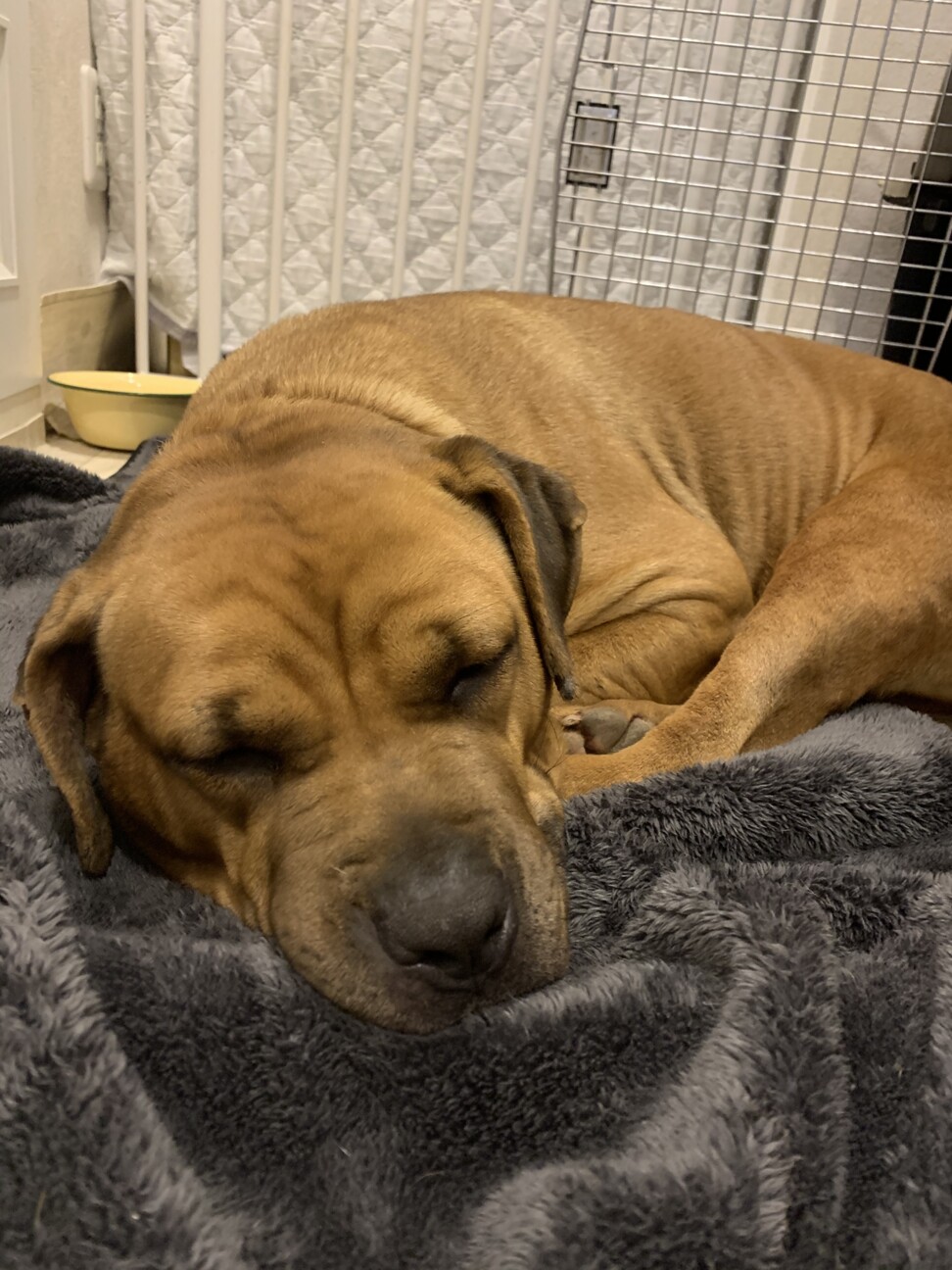 土佐ピット アメリちゃん 神奈川県 犬の里親募集 ペットのおうち 月間利用者150万人