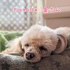 トイプードル 金さん 里親様募集☆ サムネイル5