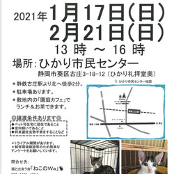 ねこのWa猫譲渡会　静岡市葵区