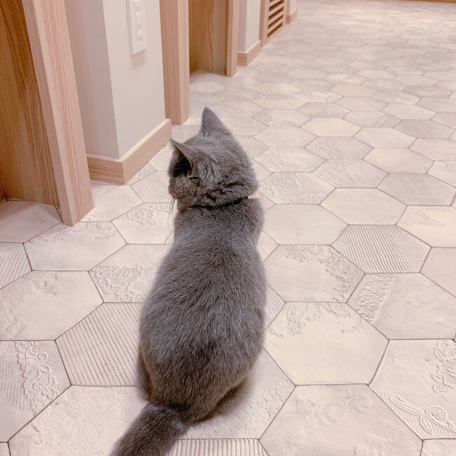 ごちょちょのカバー写真