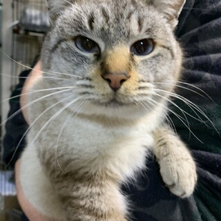 爪切りも出来るよ　人懐っこい甘えん坊な男の子だよ