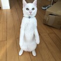 猫の王子様✨真っ白なレオくん
