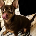 再募集！遊ぶの大好きやんちゃで元気なチワピン