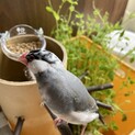 桜文鳥の里親さん募集