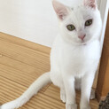 瞳ぱっちり、美人のゆきちゃん
