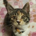 ちびちゃん