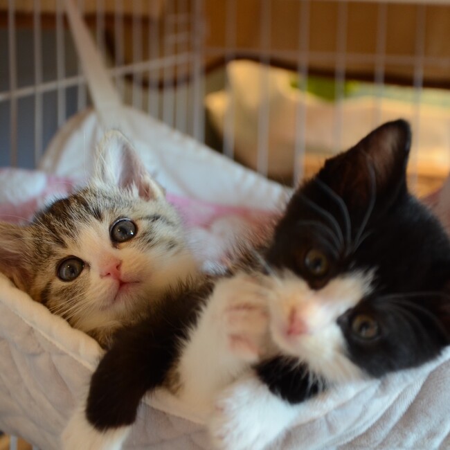 ねこ友会のカバー写真