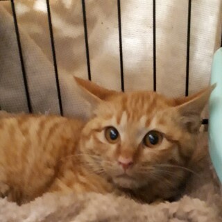 怖がりだけど食いしん坊少し馴れてきた茶トラくん