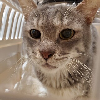 多頭飼育から猫たちを救いたい！