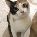 元気いっぱい、三毛猫、あかねちゃん　4.5ヶ月
