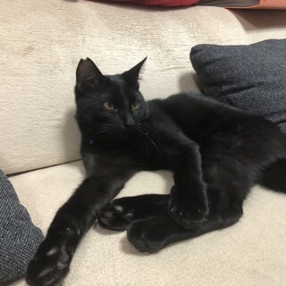 猫が大好きな男の子「あまくん」