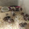 「締切」ゴールデンハムスター里親募集中 サムネイル5
