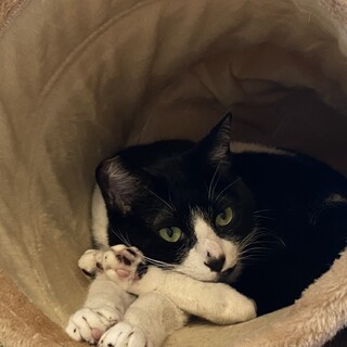 お留守番OK・多頭飼い◎男前！ハチワレのはっちゃん
