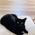美猫！単頭多頭飼育お留守番OK真っ黒猫のくぅちゃん