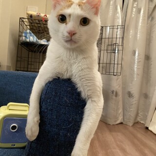 甘えんぼ飼いやすい永遠の子猫みたい無邪気なオガワ君