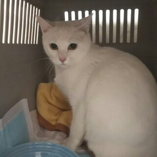 急募❗️皮一つで繋がった足を引きずっていた猫 