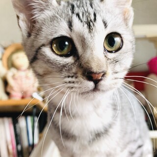 サバトラの男の子❤️