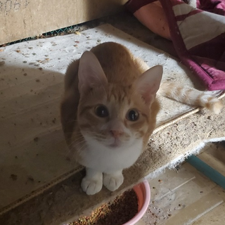 多頭飼育から引き出した猫