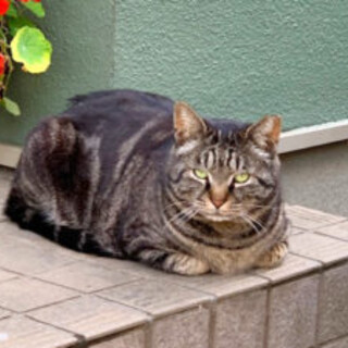 体は大きいけれど、ビビリなクロ。