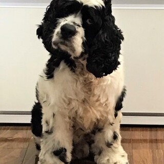 アメリカンコッカースパニエルのマスオくん